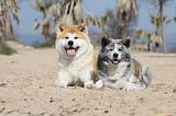 AKITA INU 116